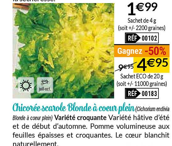 Chicorée Scarole Blonde à Cœur Plein