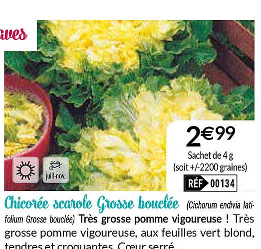 chicorée scarole grosse bouclée