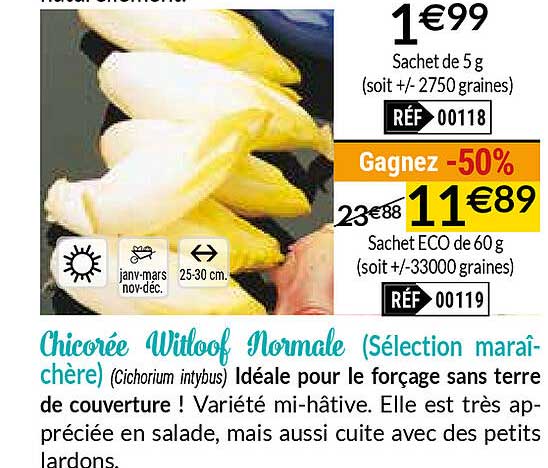 chicorée witloof normale (sélection maraîchère)