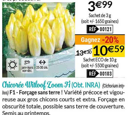 chicorée witloof zoom fi (obt. inra)