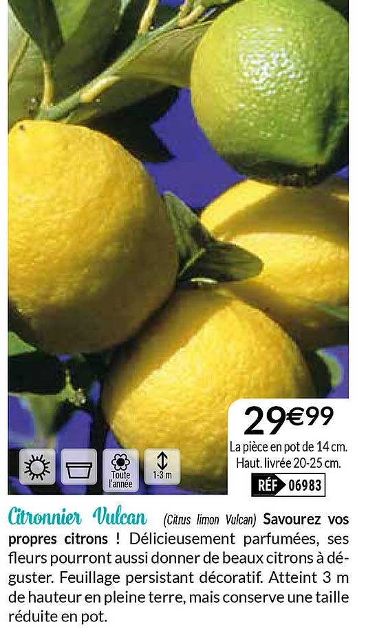 citronnier vulcan