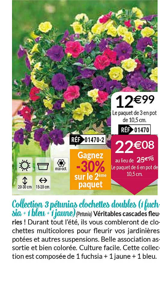 collection 3 pétunias clochettes double (1 fuchsia + 1 bleu + 1 jaune)