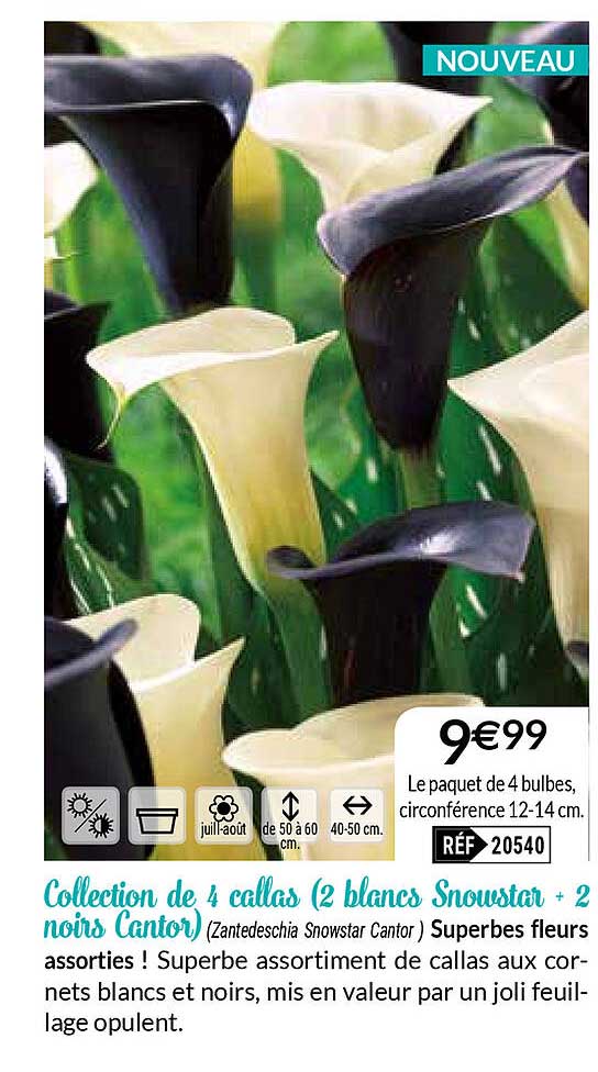 Collection De 4 Calas (2 Blancs Snowstar + 2 Noirs Cantor)