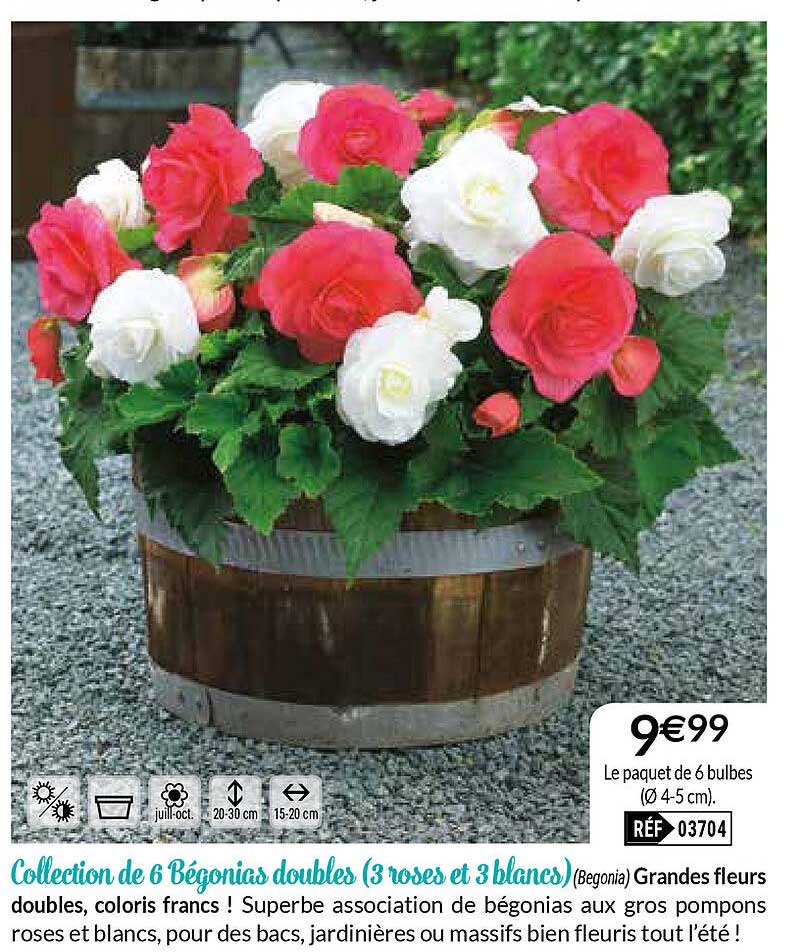 collection de 6 bégonias double (3 roses et 3 blancs)