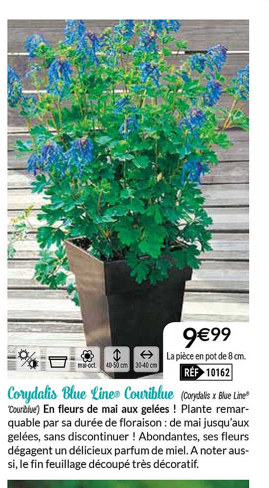 corydalis blue line couriblue
