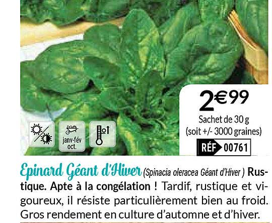épinard géant d'hiver
