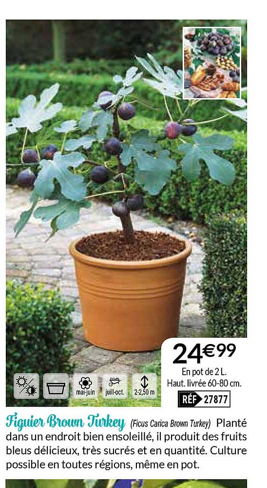 figuier brown turkey
