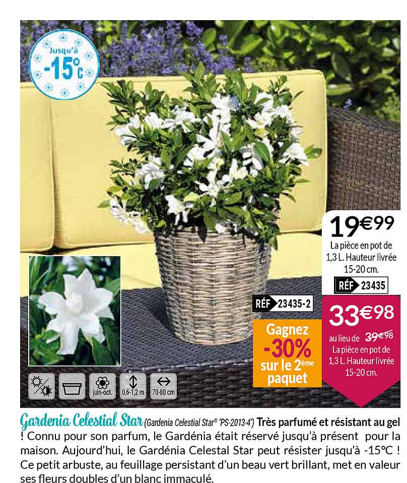 gardenia clestial star