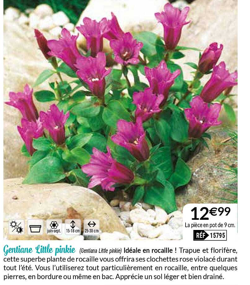 gentiane little pinkie
