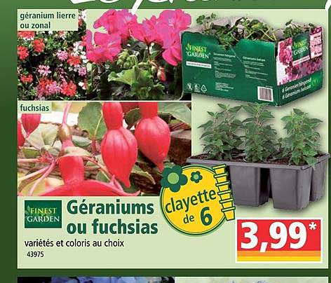 géraniums ou fuchsias finest garden