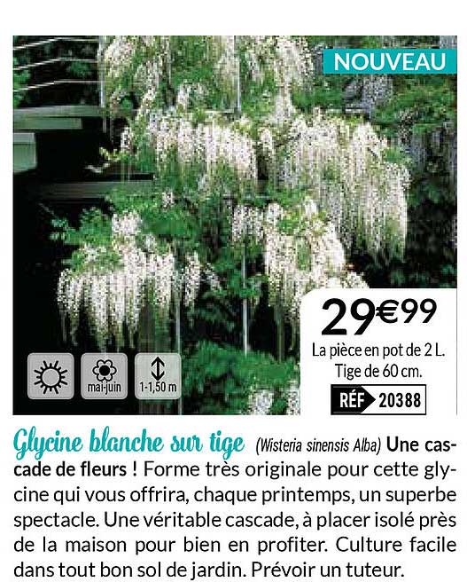 glycine blanche sur tige