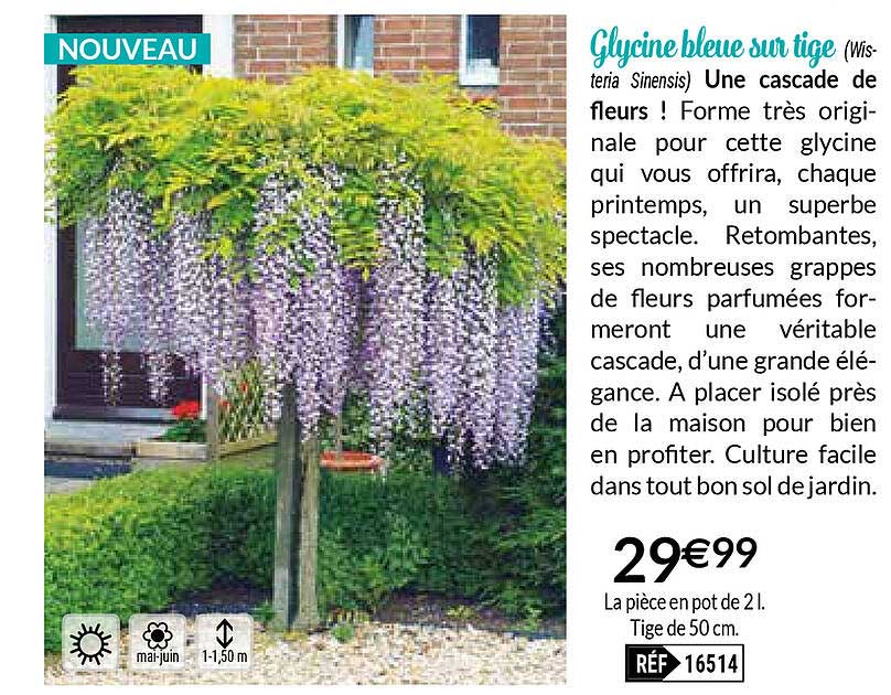 glycine bleue sur tige