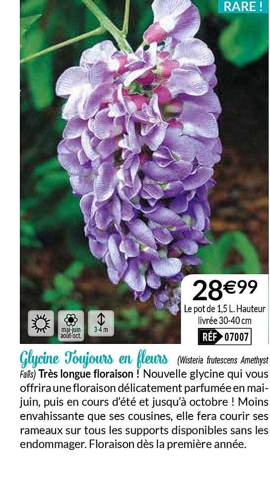 glycine toujours en fleurs