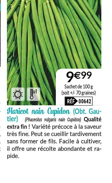 haricot nain cupidon (obt. gautier)