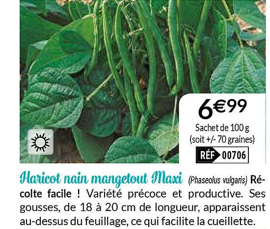 haricot nain mangetout maxi