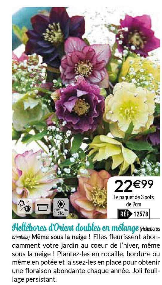 Hellébores D'orient Doubles En Mélange