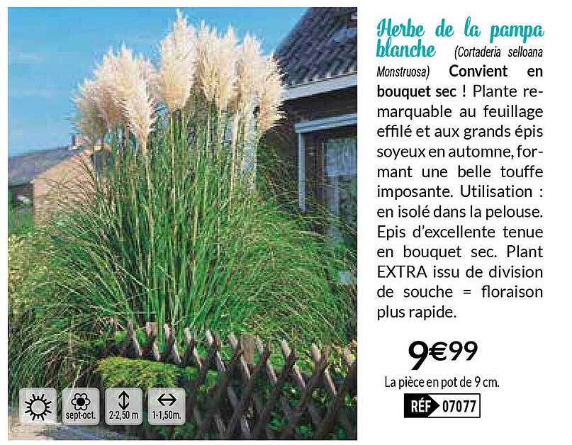 herbe de la pampa blanche