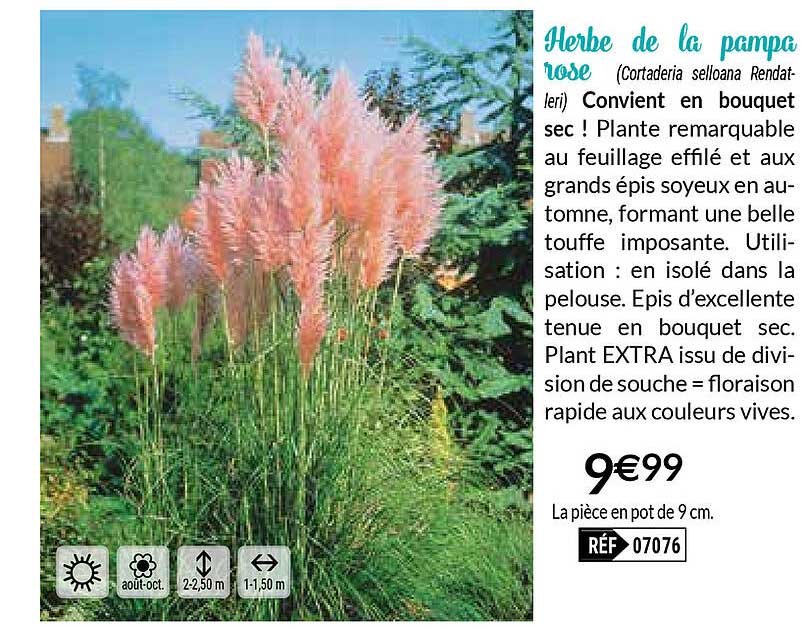 herbe de la pampa rose