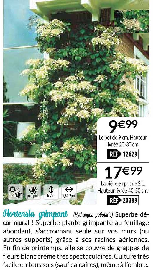 hortensia grimpant