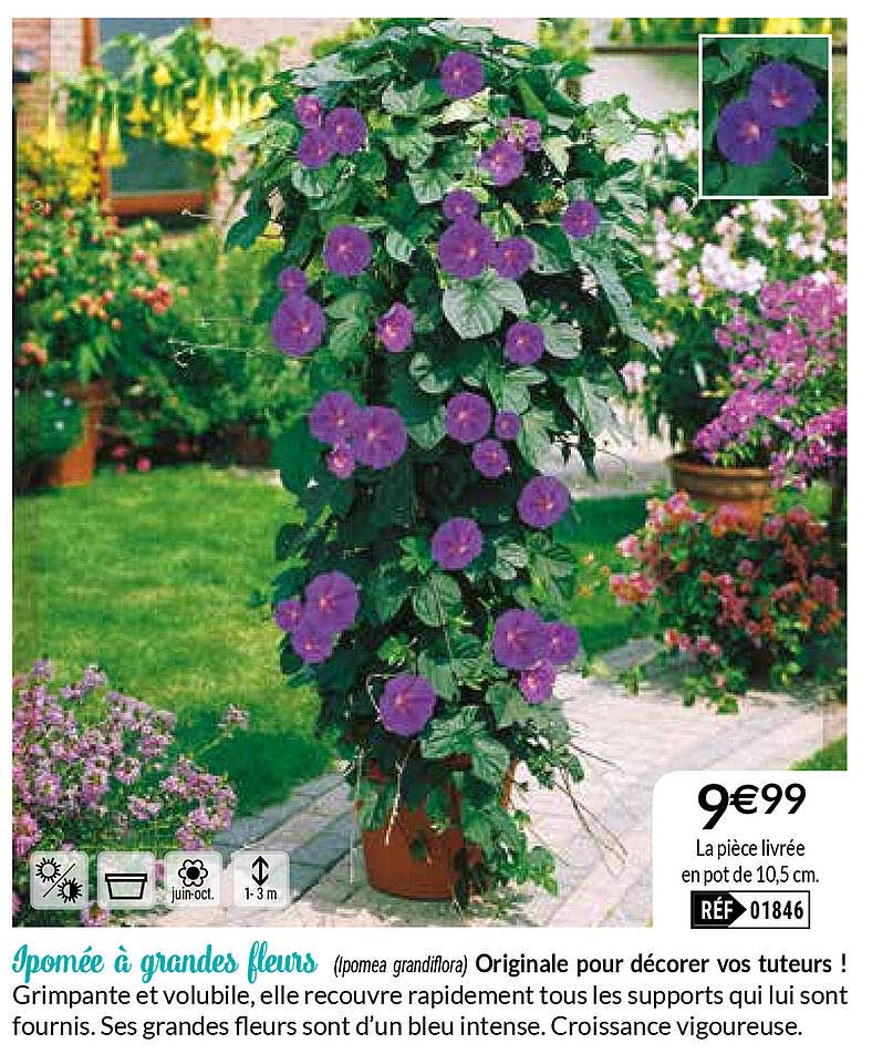 ipomée à grandes fleurs