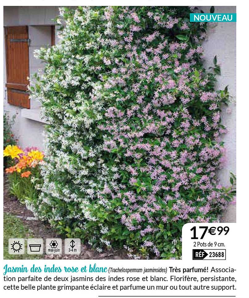 jasmin des indes rose et blanc