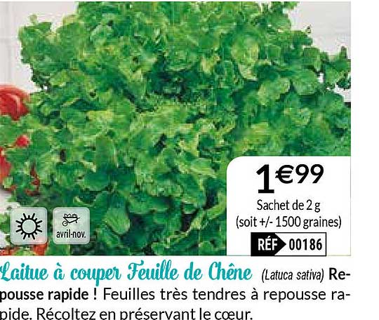 laitue à couper feuille de chêne