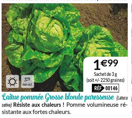 laitue pommée grosse blonde paresseuse