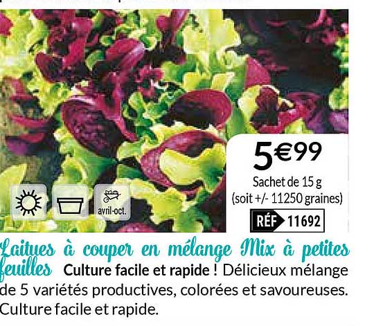 laitues à couper en mélange mix à petites feuilles