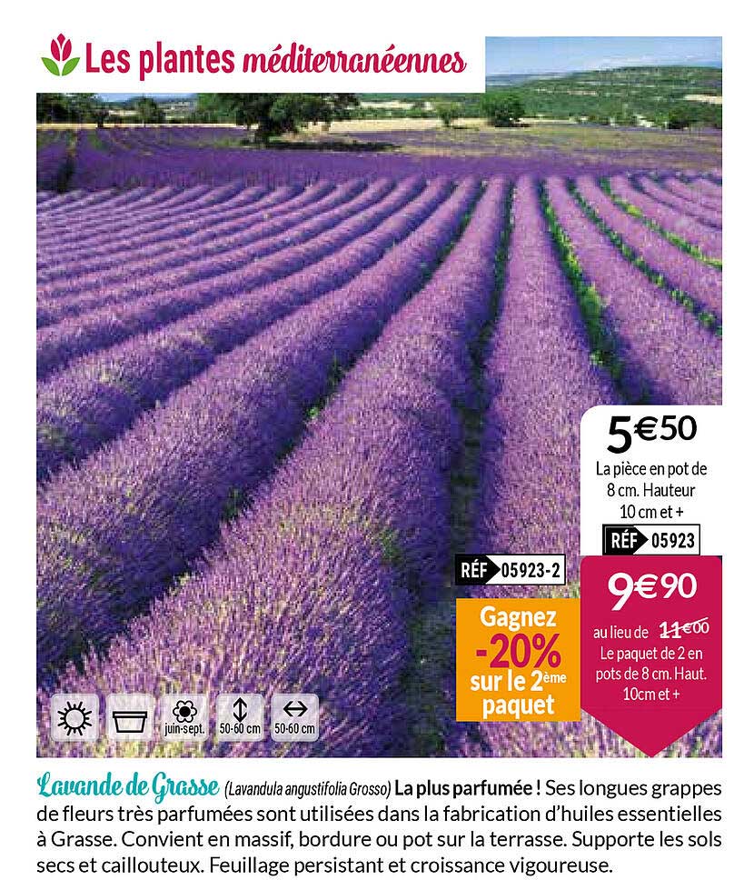 lavande de grasse