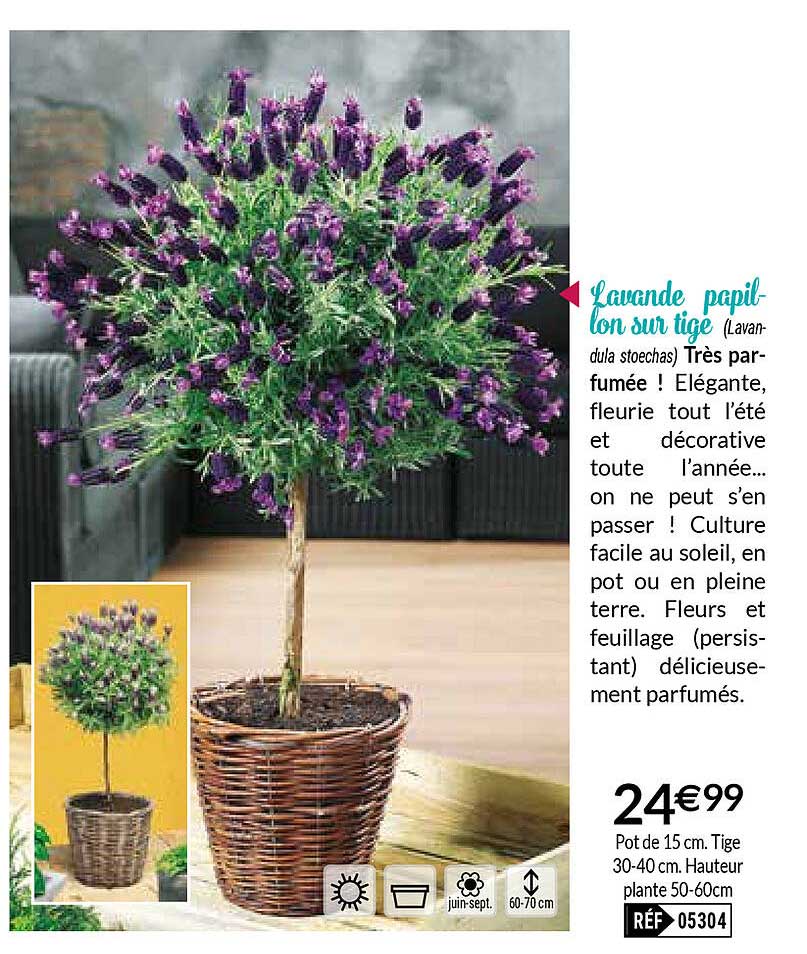 lavande papillon sur tige