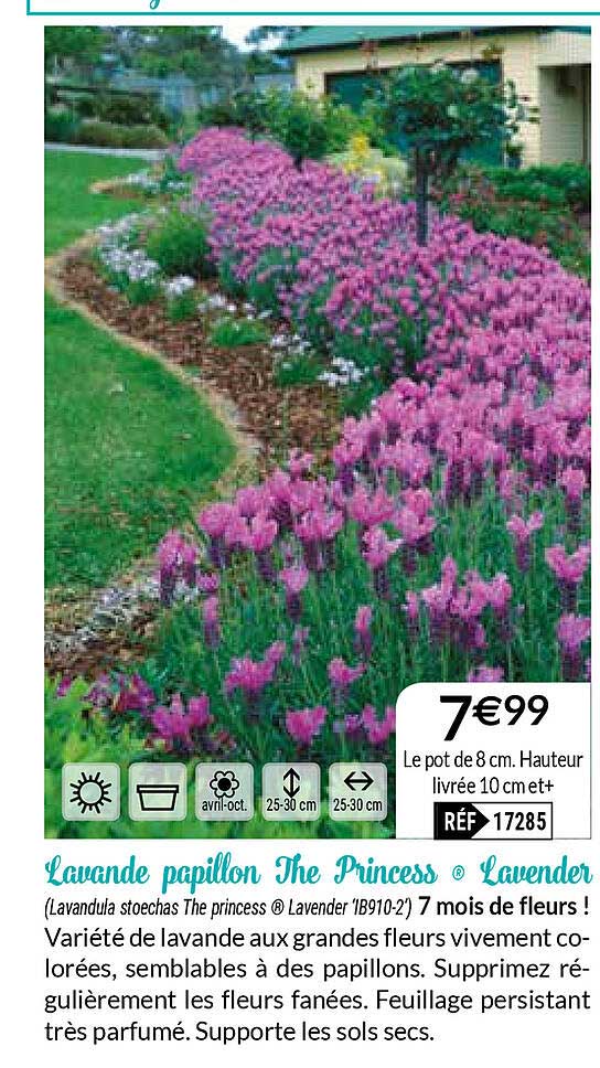 lavande papillon the princess lavender