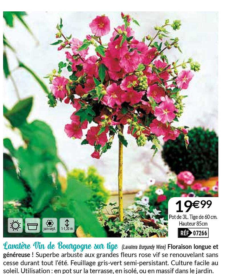 lavatère vin de bourgogne sur tige