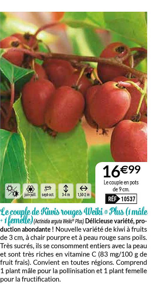 le couple de kiwis rouge weiki plus (1 mâle + 1 femelle)
