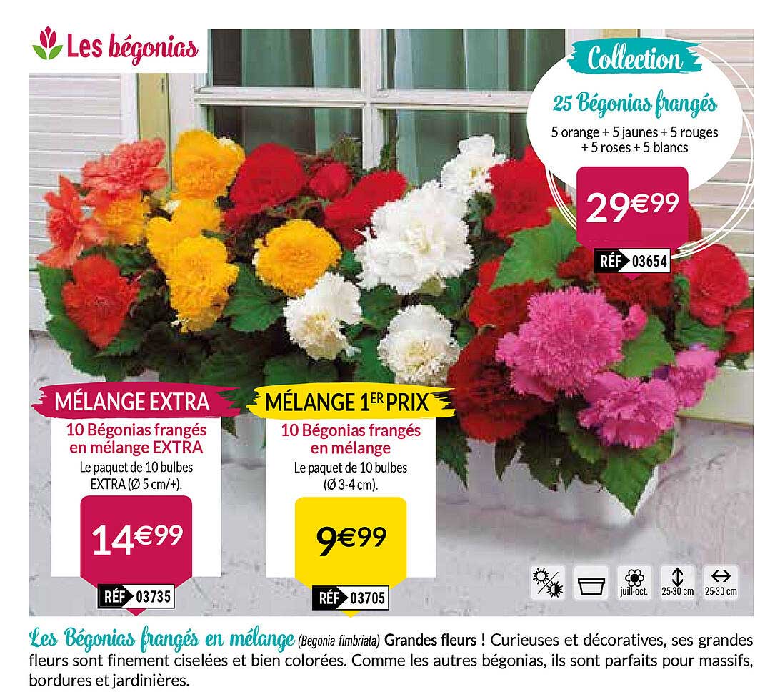 les bégonias frangés en mélange