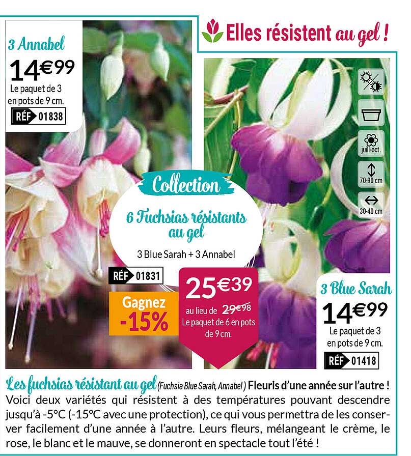 les fuchsias résistant au gel
