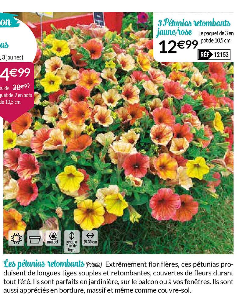 les pétunias retombants