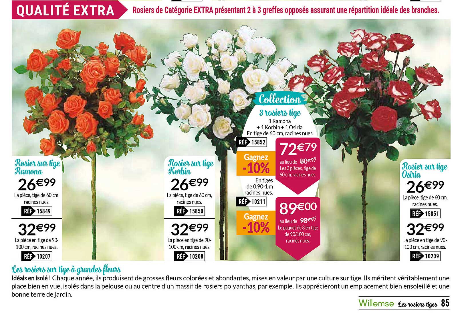 les rosiers sur tige à grandes fleurs