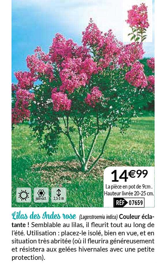 lilas des indes rose