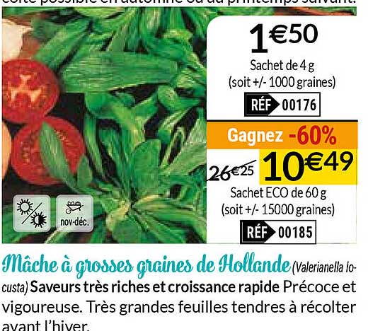 mâche à grosses graines de hollande