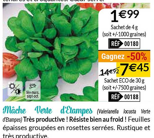 mâche verte d'etampes