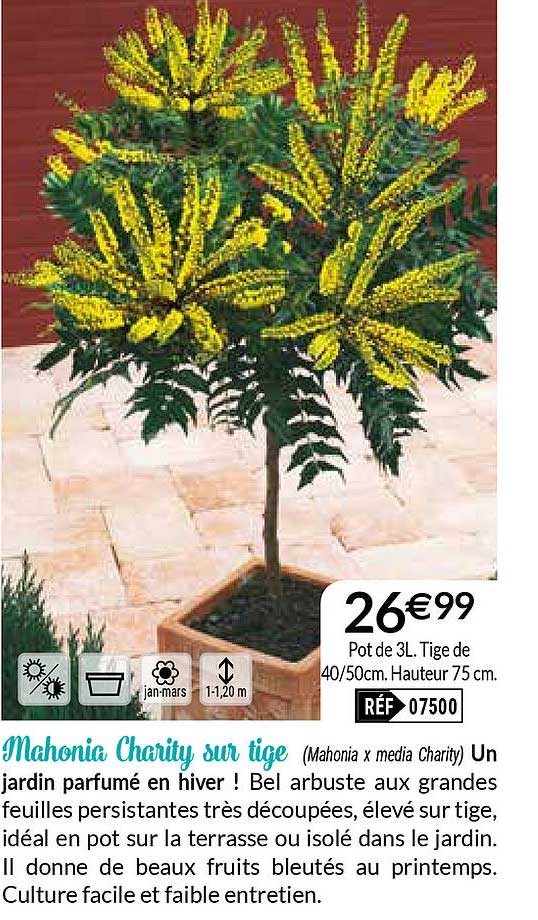 mahonia charity sur tige