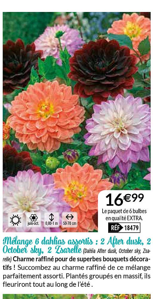 mélange 6 dahlias assortis : 2 after dusk 2 october sky, 2 zsarelle