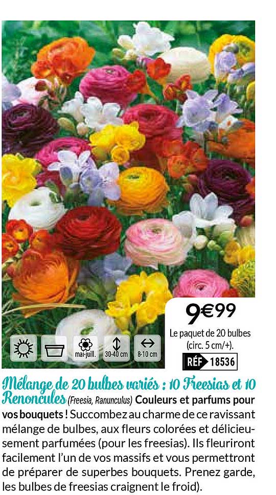 Mélange De 20 Bulbes Variés : 10 Freesias Et 10 Renoncules