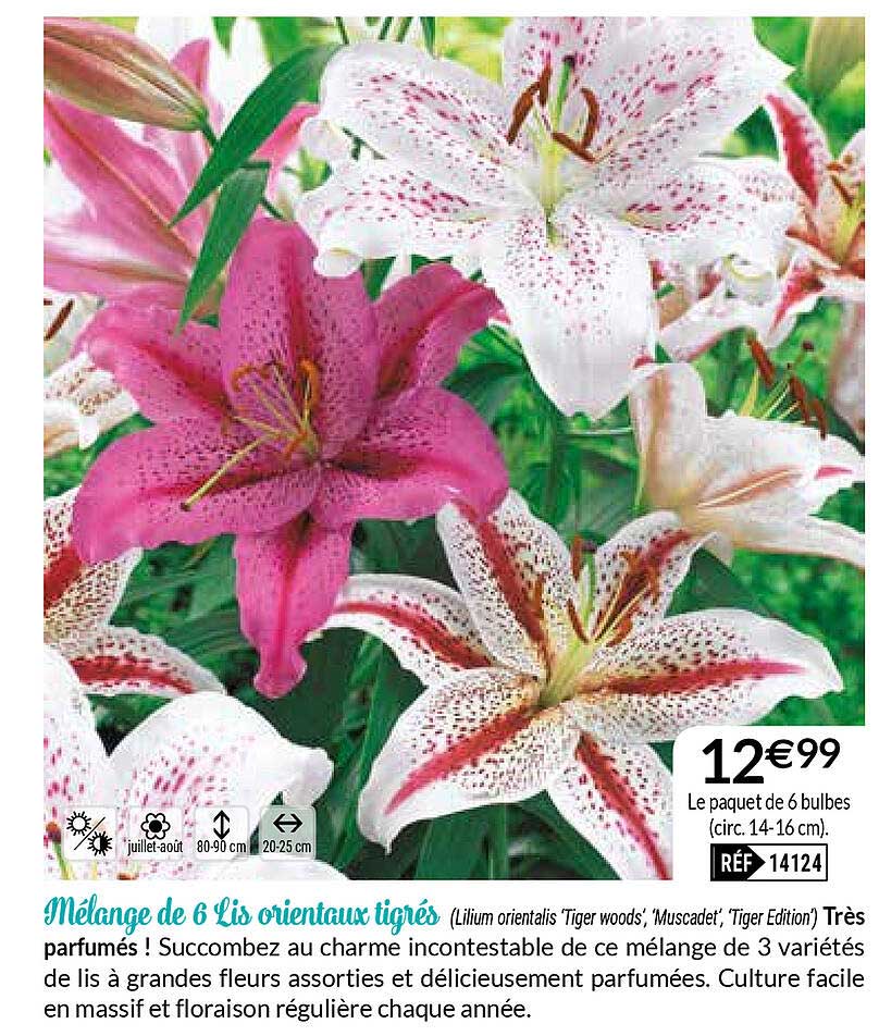 mélange de 6 lis orientaux tigrés