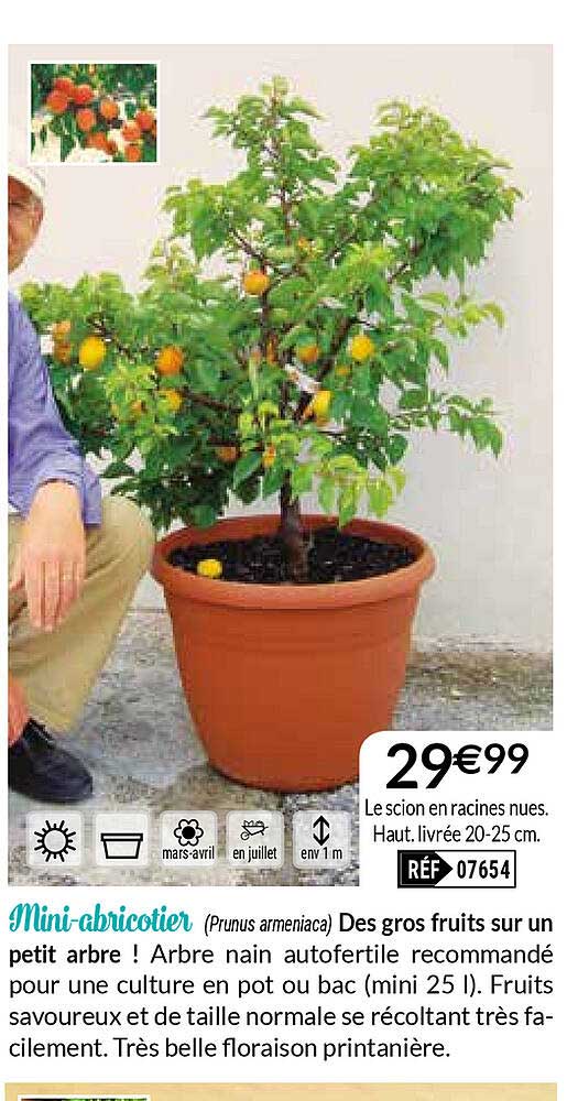 Mini-abricotier