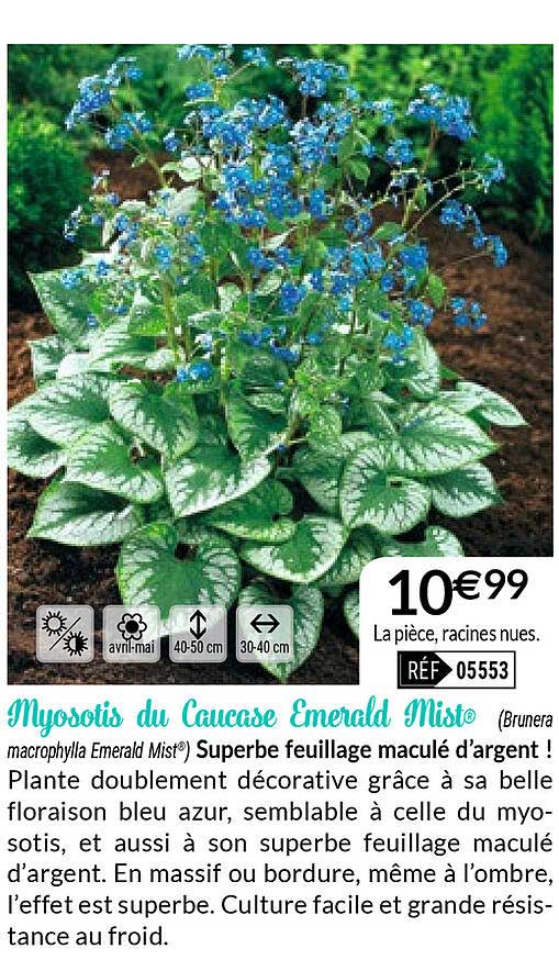 myosotis du caucase emerald mist