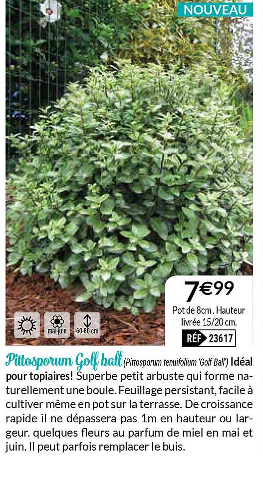 pittosporum golf ball