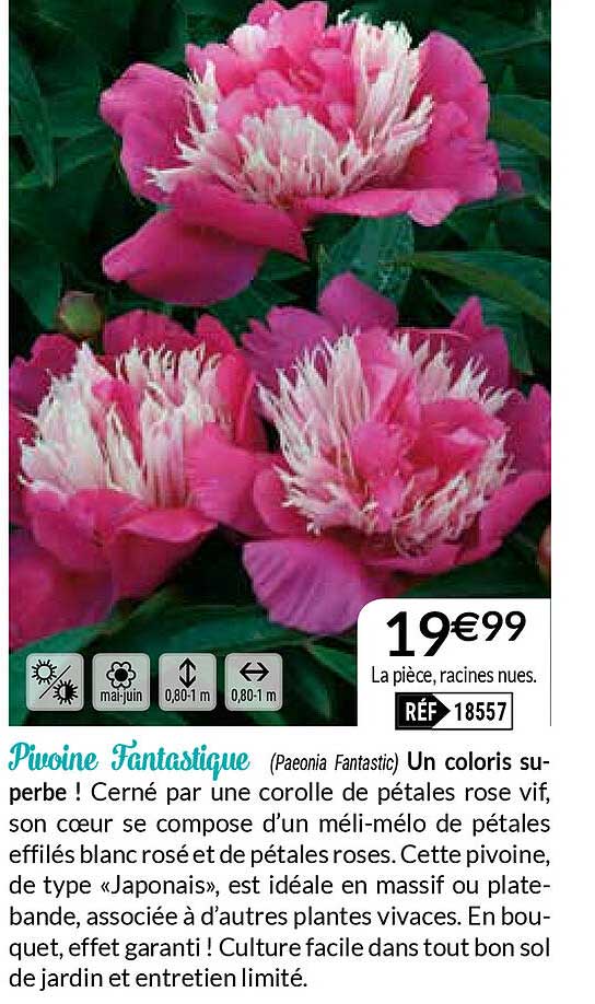pivoine fantastique