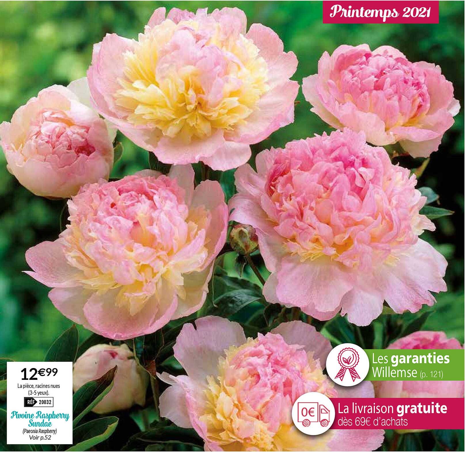 Pivoine Raspberry Sundae