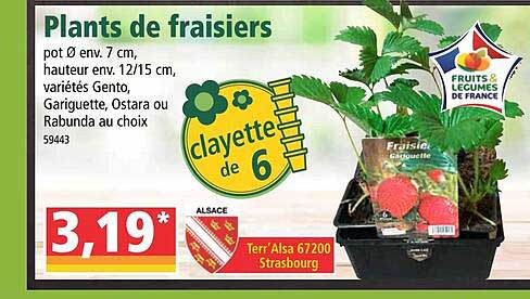 plants de fraisiers